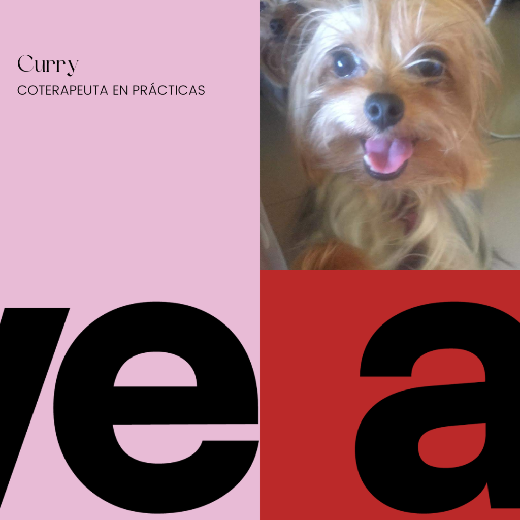 Curry, coterapeuta en prácticas en we are
