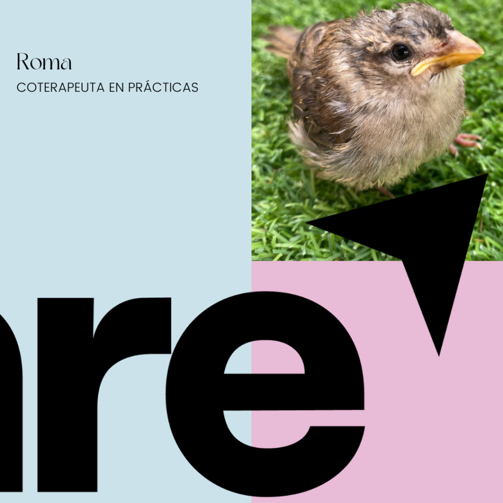 Roma, coterapeuta en prácticas en we are