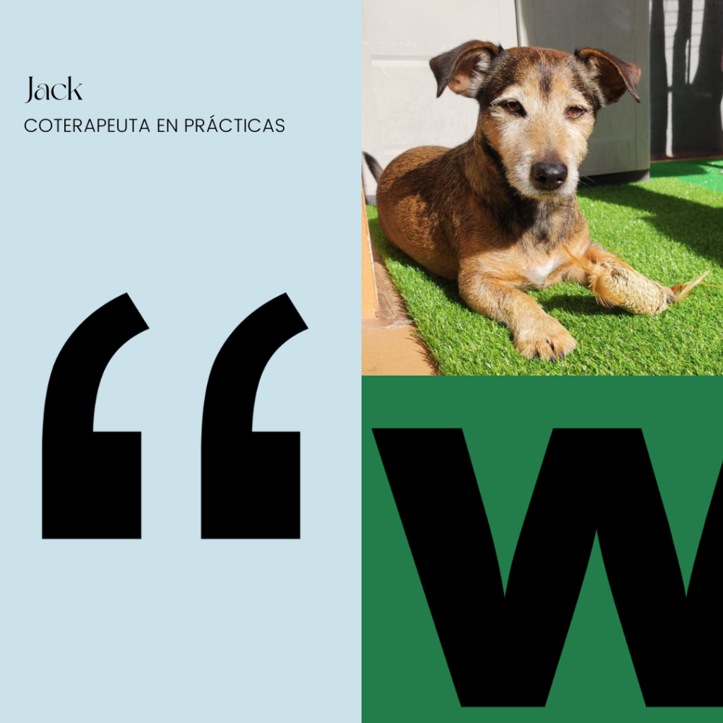 Jack coterapeuta en prácticas en we are